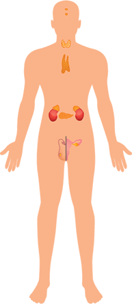 Anatomy of a human showing the adrenal gland