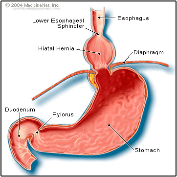 Diagram of a cross section of a stomach 